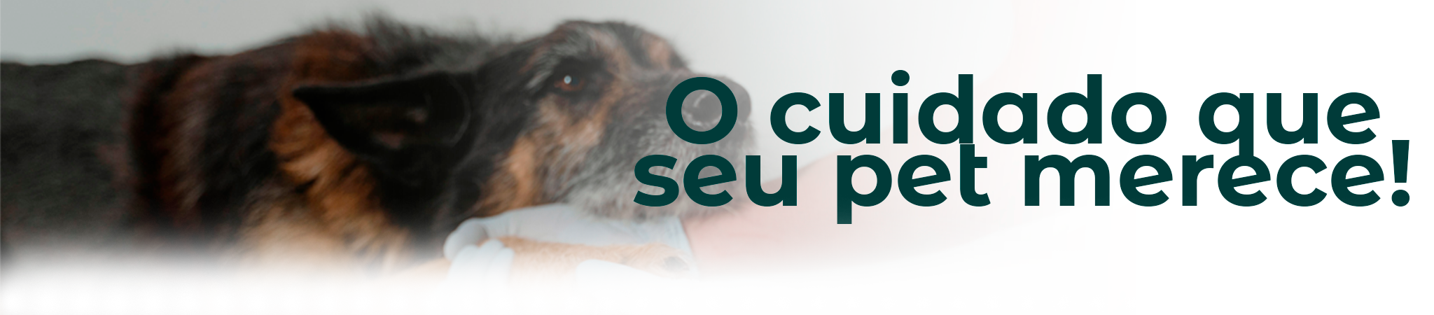 MariVet Clínica Veterinária em Natal — o cuidado que o seu pet merece